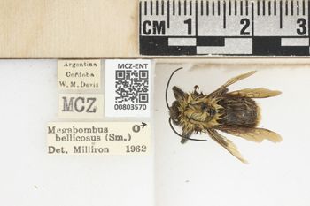 Media type: image;   Entomology 803570 Aspect: labels